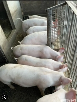 vind porci pt Crăciun  - imagine 3