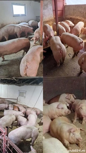 porci de carne - livrare domiciliu - imagine 2