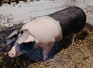 Purcei, șoldani și porc de vânzare  - imagine 4