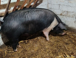 Purcei, șoldani și porc de vânzare  - imagine 5