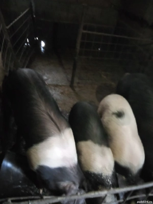 porci bazna  - imagine 3