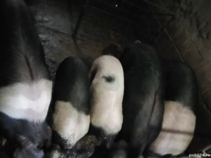 porci bazna  - imagine 2