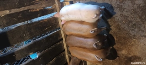 Grăsuni de vanzare - imagine 3