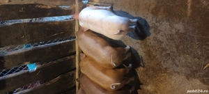 Grăsuni de vanzare - imagine 2