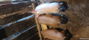 Grăsuni de vanzare - imagine 4