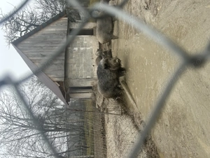 Vand mistreț crecut in captivitate - imagine 2