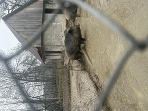 Vand mistreț crecut in captivitate - imagine 4