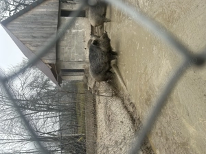 Vand mistreț crecut in captivitate - imagine 3