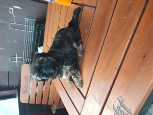 Vând pui shitzu  - Cluj