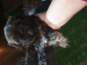 Vând pui shitzu  - Cluj - imagine 2