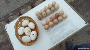 vănd sau schimb pui - imagine 2