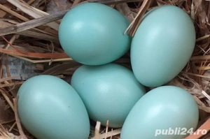 vănd sau schimb pui - imagine 5