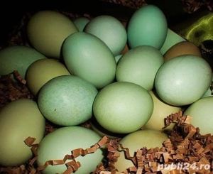 vănd sau schimb pui - imagine 3