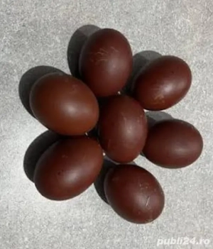 vănd sau schimb pui - imagine 4