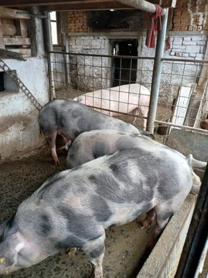 Vând porci rasa pietran cu marele alb
