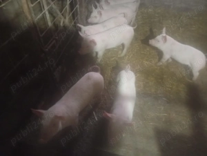 Vand 9 purcei - imagine 2