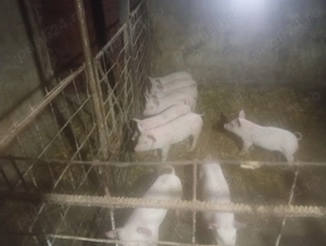 Vand 9 purcei - imagine 3