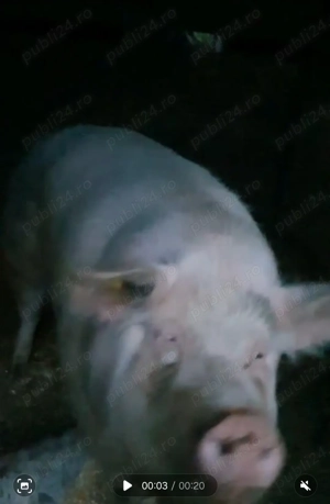 Disponibila purcea 250kg - imagine 2