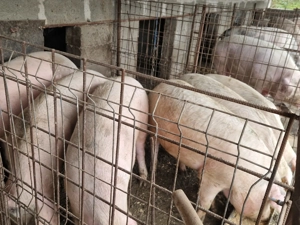 Porci de vanzare - imagine 2