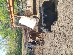 Tauras în jur de 500kg - imagine 2