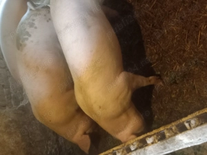 Porci 100-110 kg - imagine 3
