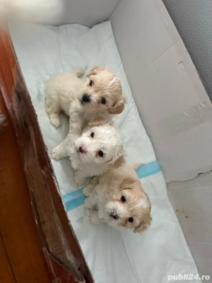 Vand Pui Bichon Maltez