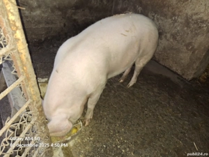 porc de vanzare - imagine 2