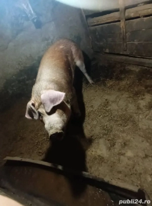 porci de vânzare  - imagine 3