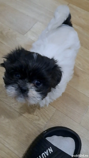 shih tzu caini - imagine 3
