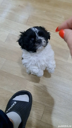 shih tzu caini - imagine 2
