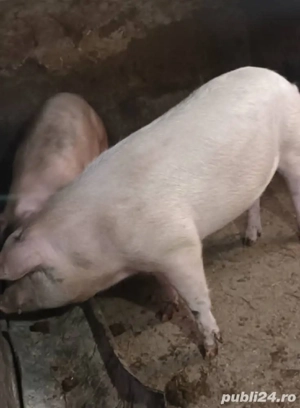 porci de vânzare 