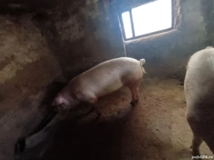porci de vânzare  - imagine 2