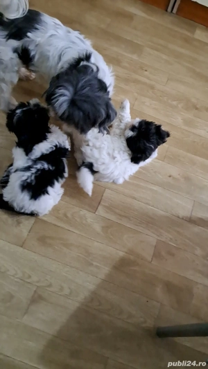 shih tzu caini - imagine 4