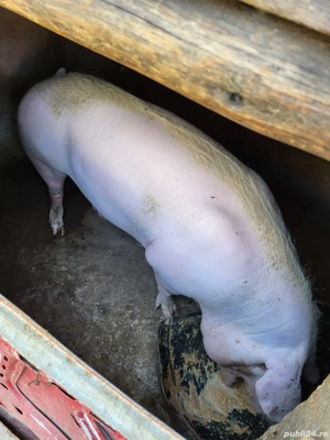 porc pentru Crăciun  - imagine 2