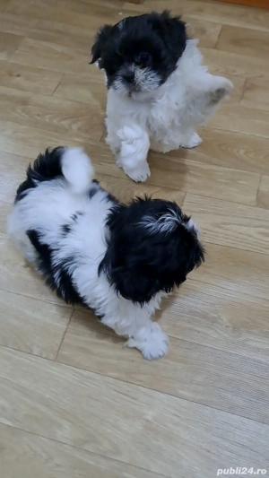 shih tzu caini - imagine 5