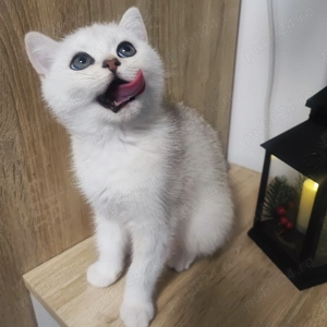 British shorthair , părinți cu pedigree  - imagine 3