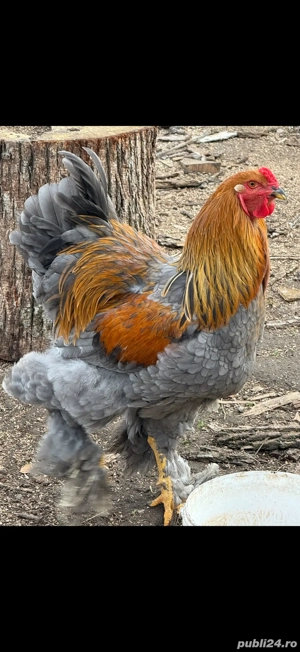 Cocosi Brahma - imagine 4