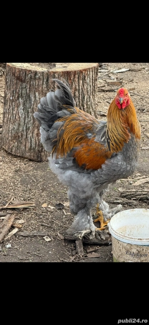 Cocosi Brahma - imagine 5