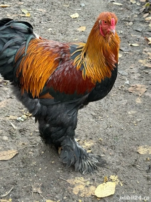 Cocosi Brahma - imagine 3