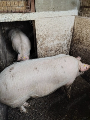 Porc crescut la curte