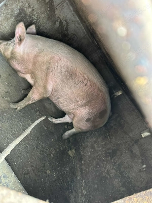 Porci de vânzare  - imagine 2