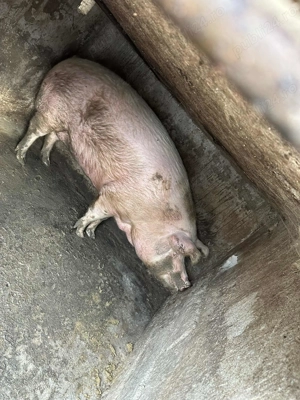 Porci de vânzare  - imagine 3