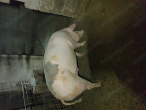 Disponibili metis petrean tata si mama marele alb 160 +-