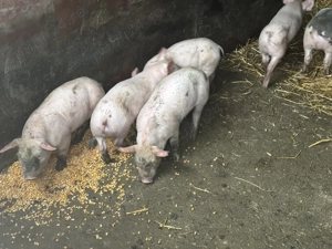 Purcei de 7 săptămâni 300 lei bucata - imagine 2