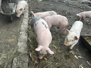 Purcei de 7 săptămâni 300 lei bucata - imagine 5