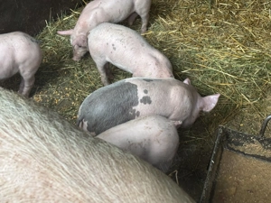 Purcei de 7 săptămâni 300 lei bucata - imagine 3