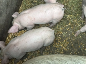 Purcei de 7 săptămâni 300 lei bucata