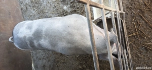 De vanzare  pentru Craciun . In Babana . Arges. pret 16 lei in viu