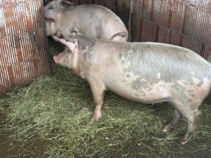 3 bucăți de 70 80 kg la 1000 lei bucata