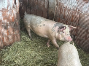 3 bucăți de 70 80 kg la 1000 lei bucata - imagine 3